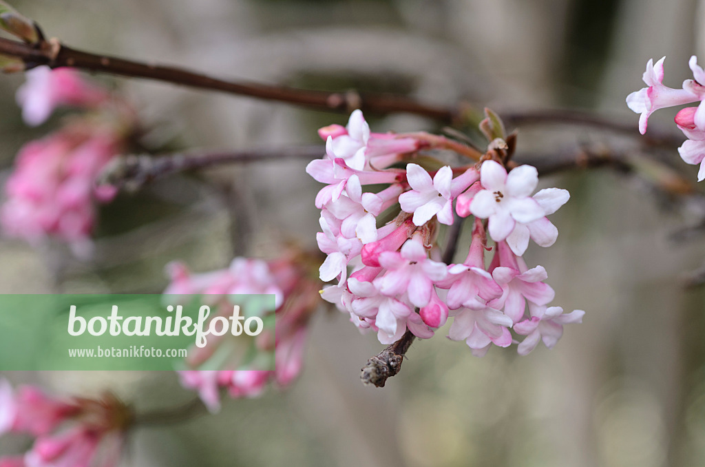 494078 - Viorne d'hiver (Viburnum x bodnantense 'Dawn')