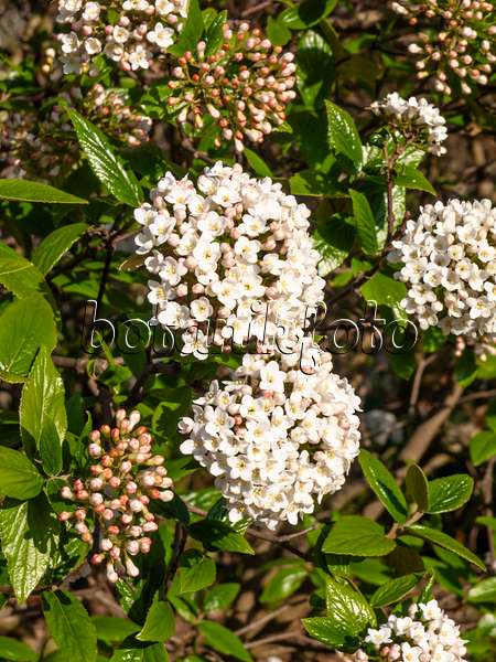 459024 - Viorne de Burkwood (Viburnum x burkwoodii)