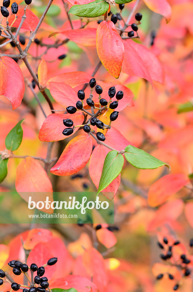 525200 - Viorne de Burkwood (Viburnum x burkwoodii)