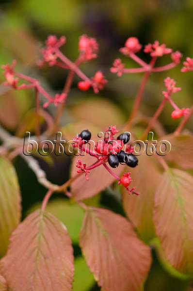 523138 - Viorne de Chine (Viburnum plicatum 'Lanarth')