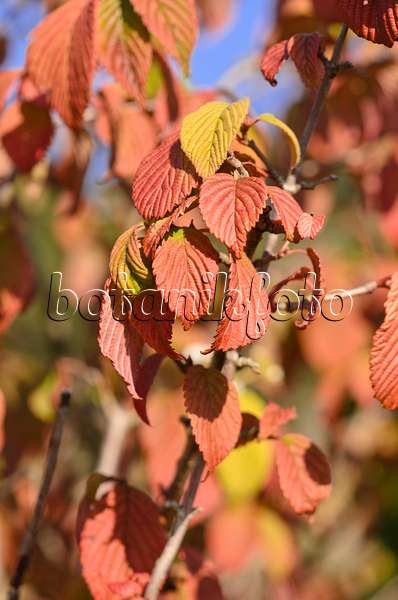 548062 - Viorne de Chine (Viburnum plicatum 'Mariesii')
