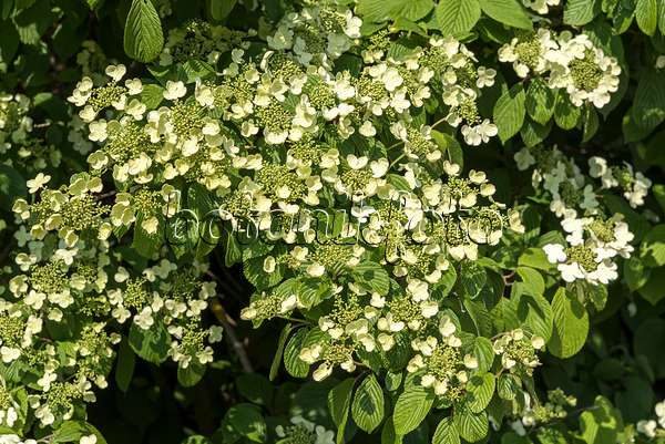 638375 - Viorne de Chine (Viburnum plicatum 'Shoshoni')