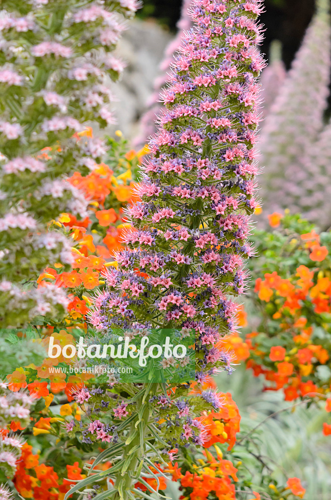 533051 - Viper's bugloss (Echium)