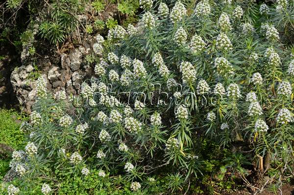 564158 - Viper's bugloss (Echium decaisnei)