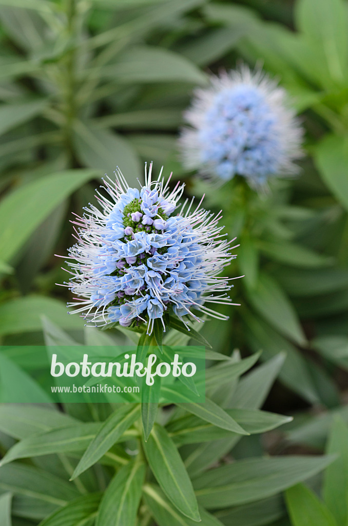 492027 - Viper's bugloss (Echium nervosum)