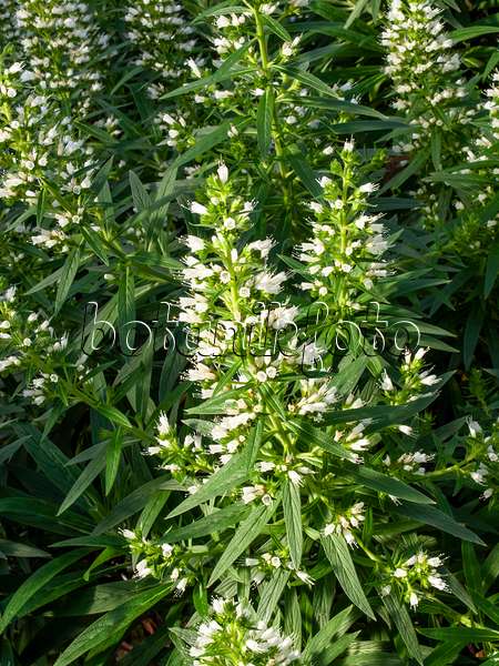 447009 - Viper's bugloss (Echium onosmifolium)