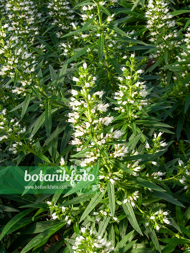 447009 - Viper's bugloss (Echium onosmifolium)