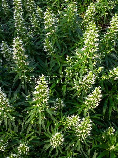 447010 - Viper's bugloss (Echium onosmifolium)