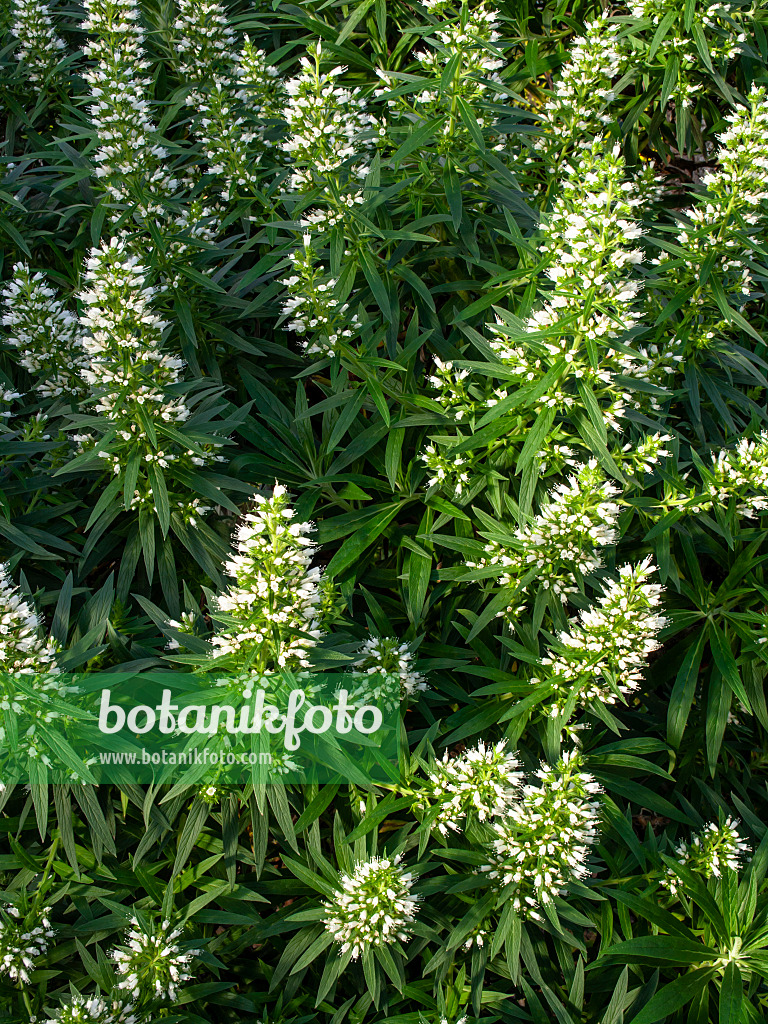 447010 - Viper's bugloss (Echium onosmifolium)