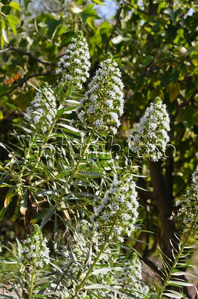 564033 - Viper's bugloss (Echium onosmifolium)