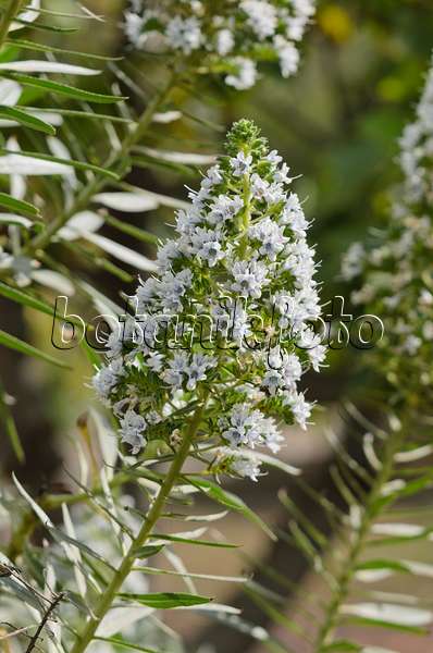 564139 - Viper's bugloss (Echium onosmifolium)