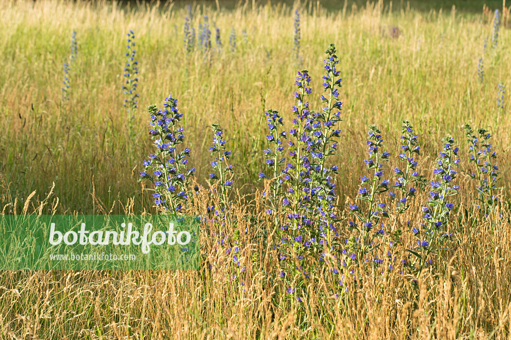 509169 - Viper's bugloss (Echium vulgare)