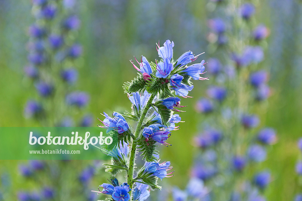 509172 - Viper's bugloss (Echium vulgare)