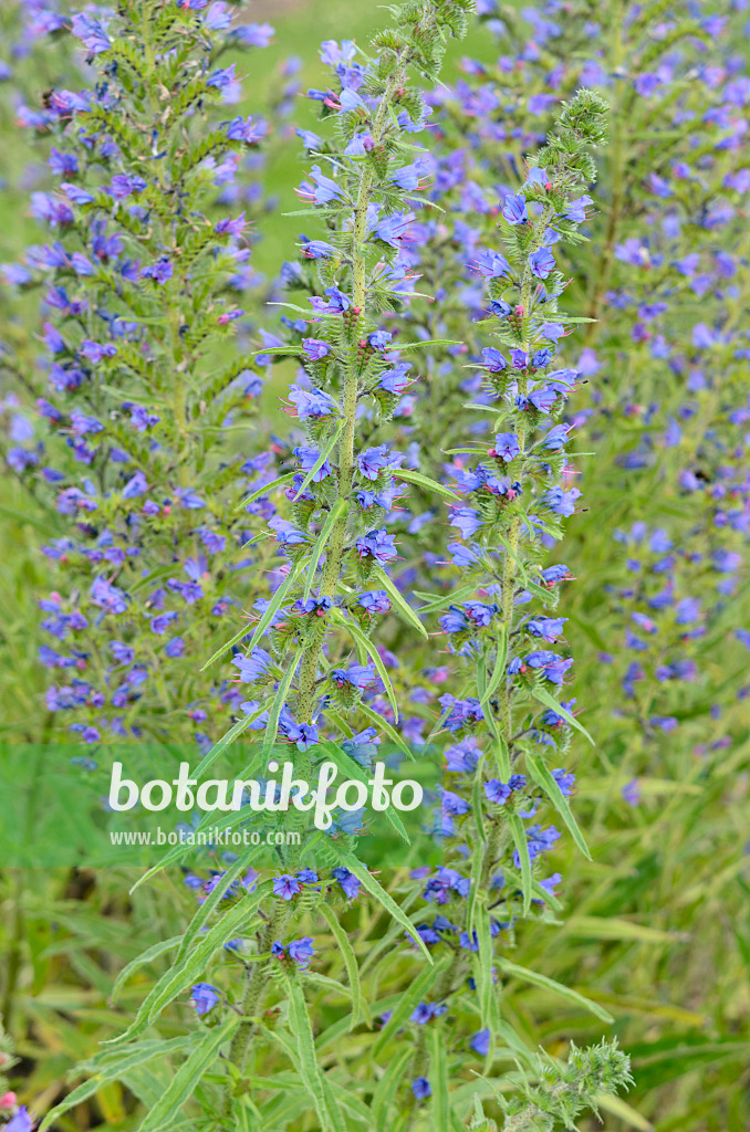 534224 - Viper's bugloss (Echium vulgare)