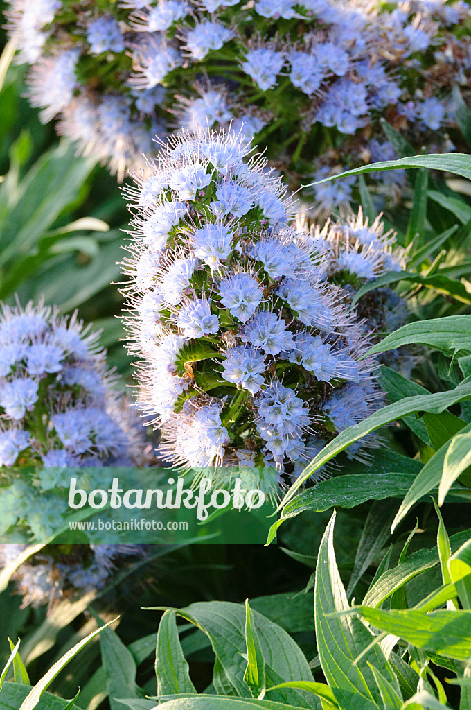 482036 - Vipérine de Madère (Echium candicans)