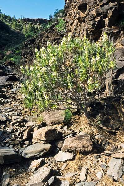 397103 - Vipérine (Echium decaisnei), réserve naturelle de Pilancones, Gran Canaria, Espagne