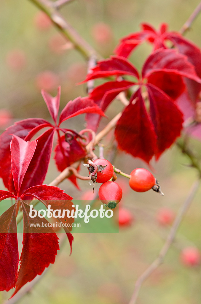 524202 - Virginia creeper (Parthenocissus quinquefolia) and rose (Rosa) with rose hips