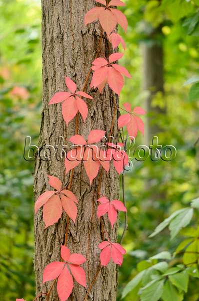 524204 - Virginia creeper (Parthenocissus quinquefolia)