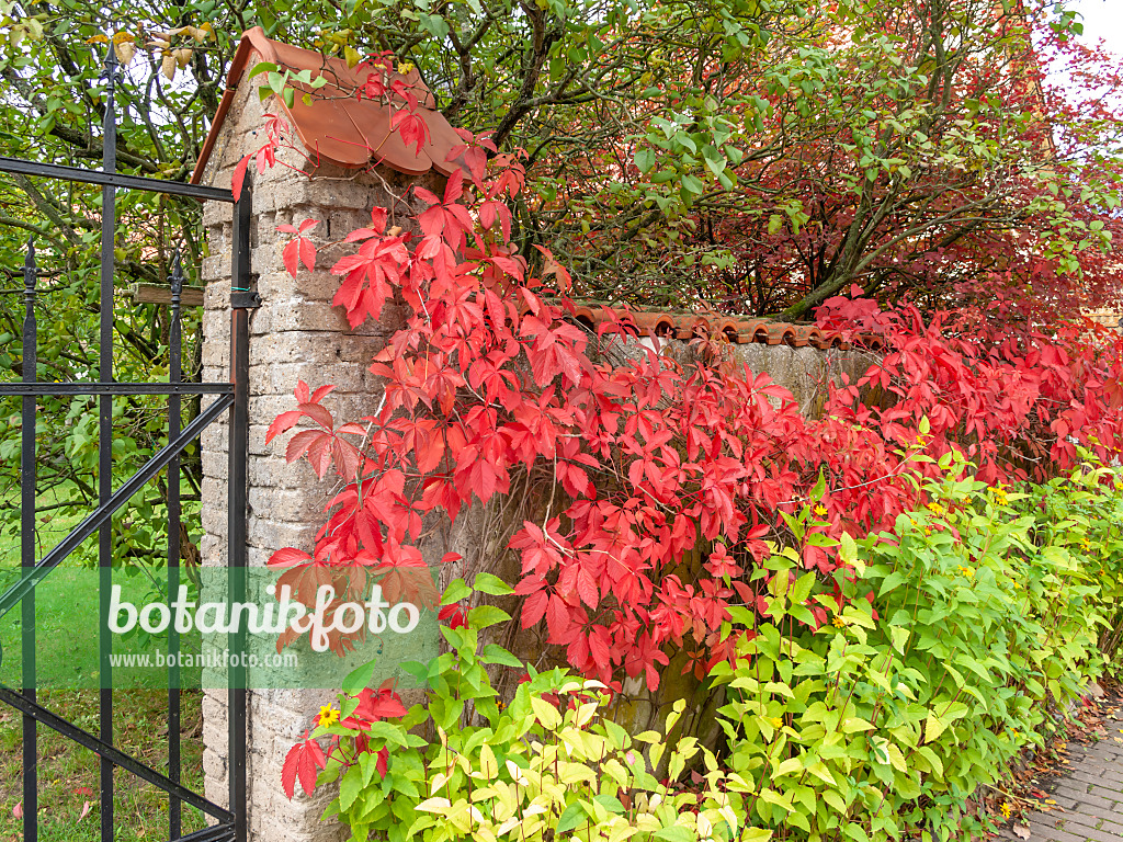 524224 - Virginia creeper (Parthenocissus quinquefolia)