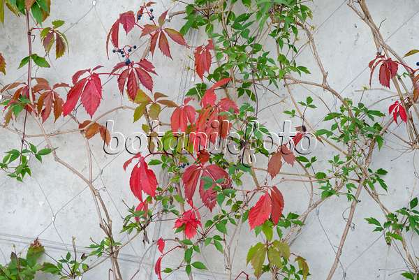 545143 - Virginia creeper (Parthenocissus quinquefolia)