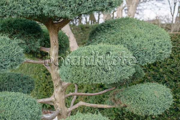 558126 - Virginian juniper (Juniperus virginiana 'Hetz')