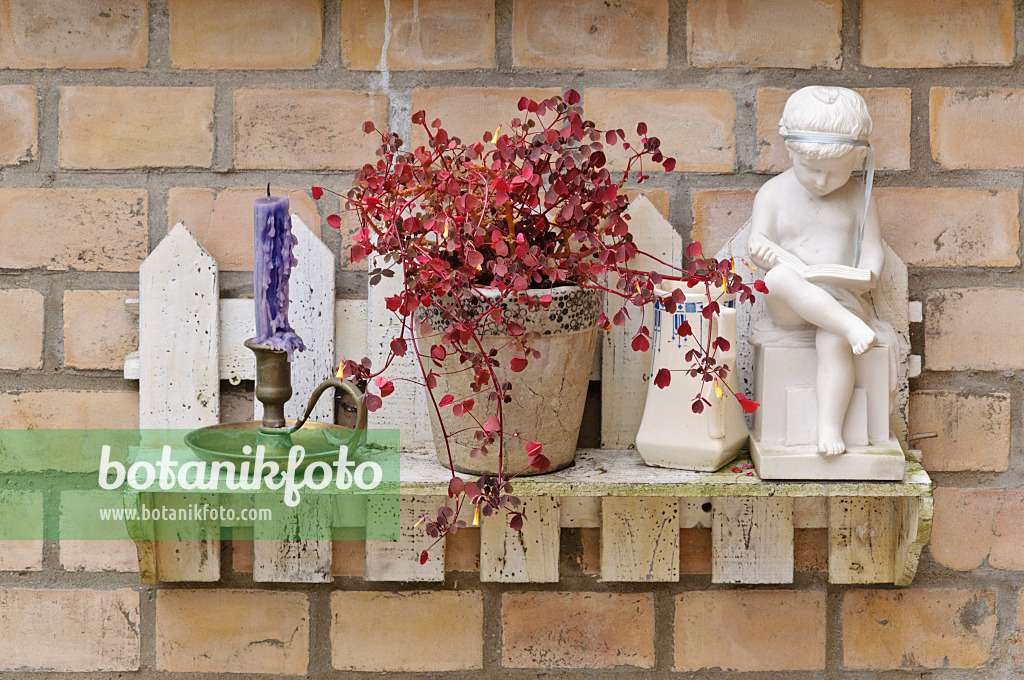 473248 - Volcanic sorrel (Oxalis vulcanicola) with decoration on a shelf