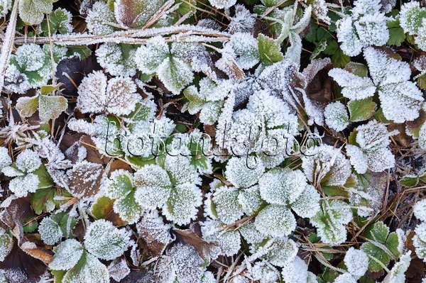 467090 - Waldsteinia ternata with hoar frost