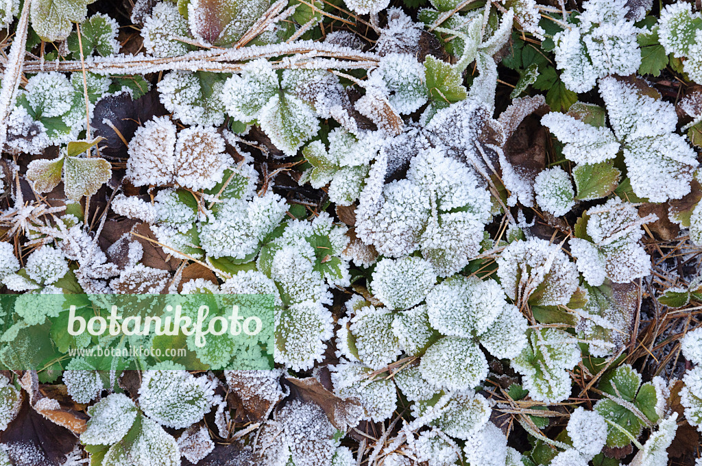 467090 - Waldsteinia ternata with hoar frost