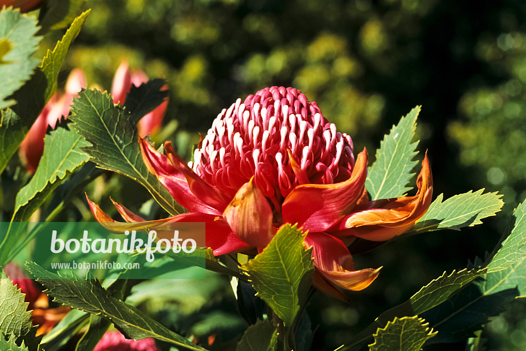 388006 - Waratah (Telopea speciosissima)