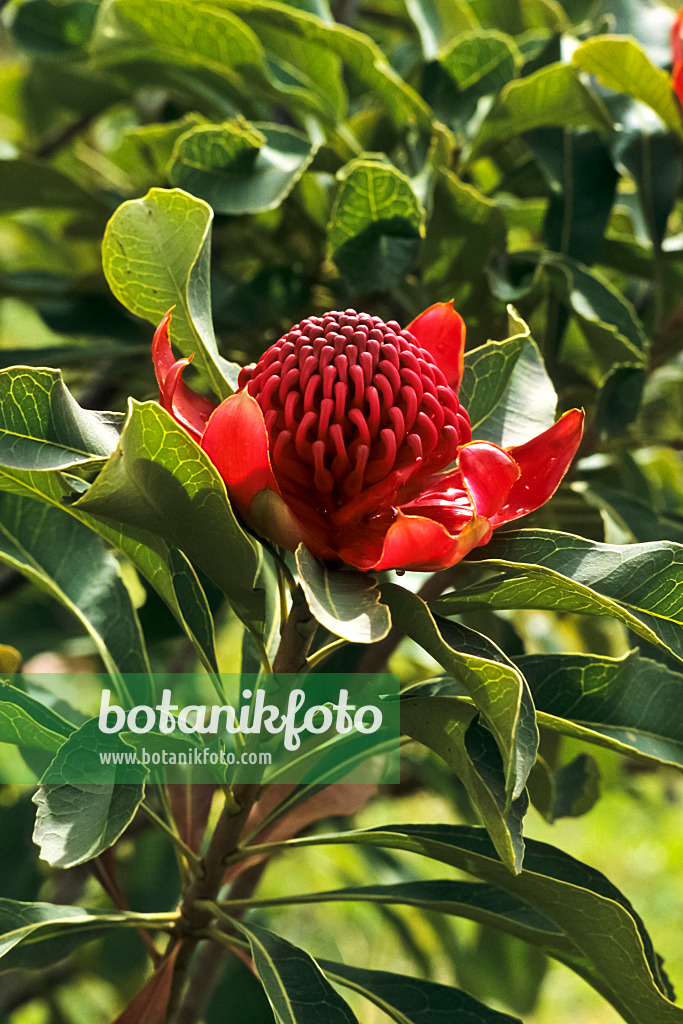 388067 - Waratah (Telopea speciosissima)