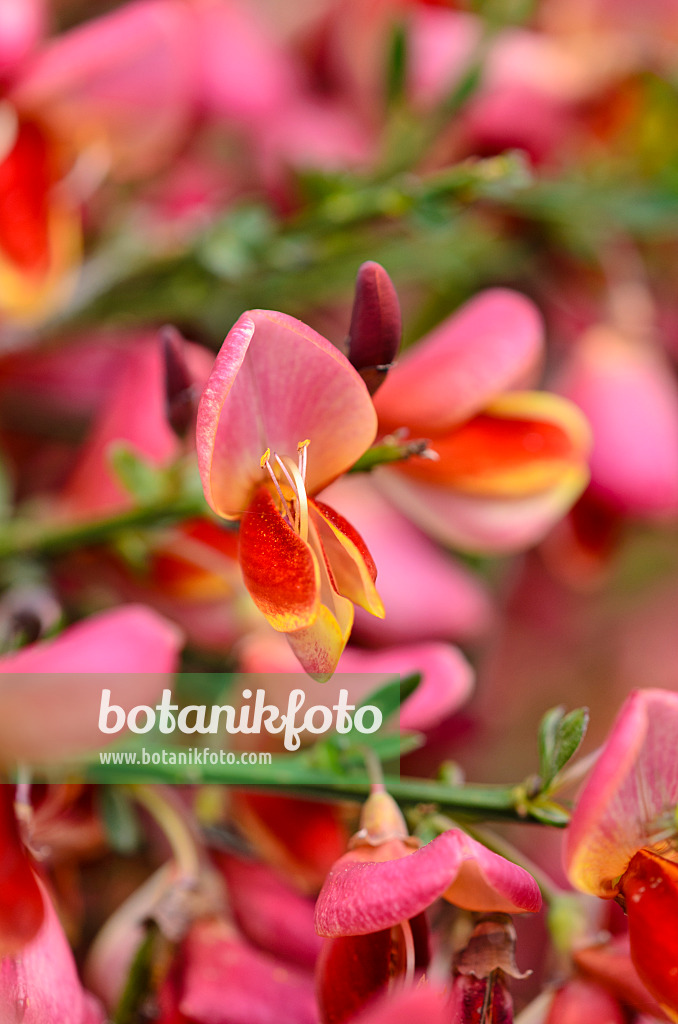 533435 - Warminster broom (Cytisus x praecox 'Hollandia')