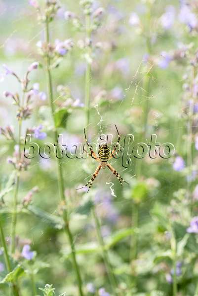 607004 - Wasp spider (Argiope bruennichi) and catmint (Nepeta x fasssenii 'Walkers Low')