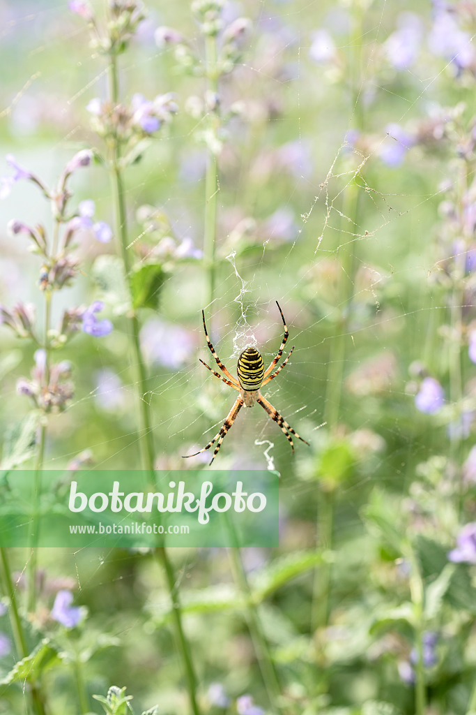 607004 - Wasp spider (Argiope bruennichi) and catmint (Nepeta x fasssenii 'Walkers Low')