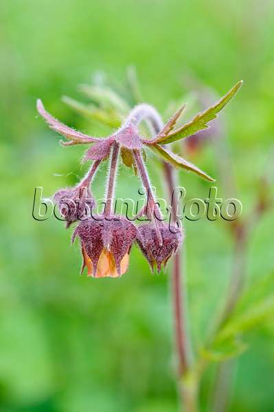 471295 - Water avens (Geum rivale)