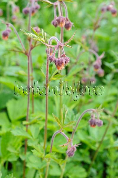 471296 - Water avens (Geum rivale)