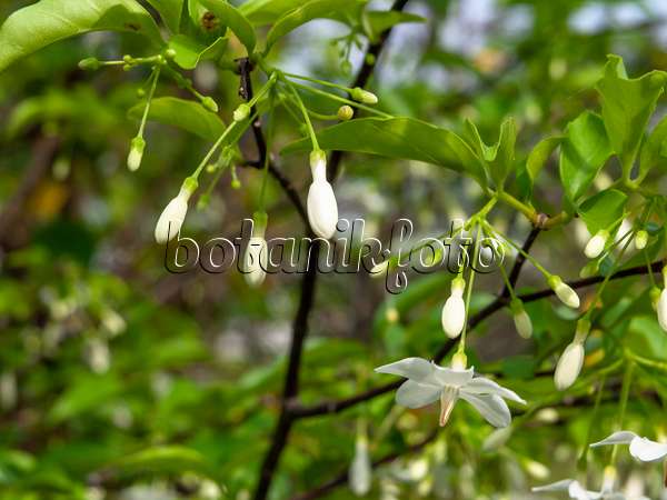 434198 - Water jasmine (Wrightia religiosa)