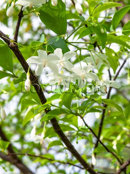 434199 - Water jasmine (Wrightia religiosa)