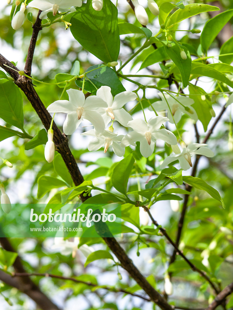 434199 - Water jasmine (Wrightia religiosa)