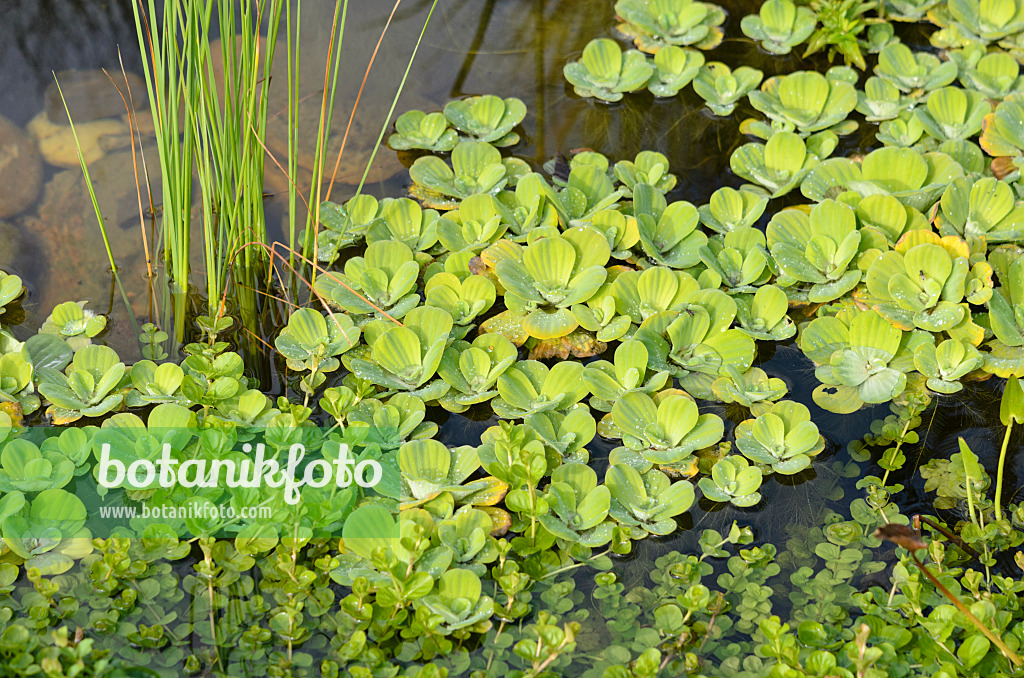 548037 - Water lettuce (Pistia stratiotes)