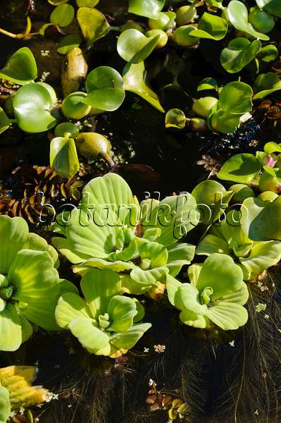 488122 - Water lettuce (Pistia stratiotes) and water hyacinth (Eichhornia crassipes)