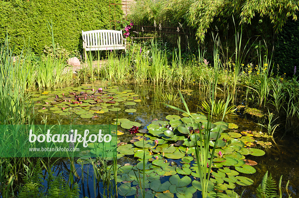 522046 - Water lilies (Nymphaea) on a garden pond