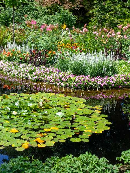 462096 - Water lilies (Nymphaea), petunias (Petunia), sages (Salvia), dahlias (Dahlia) and spider flowers (Tarenaya syn. Cleome)