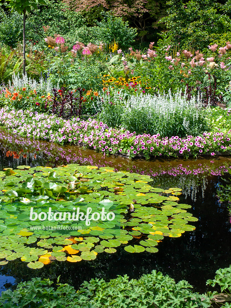 462096 - Water lilies (Nymphaea), petunias (Petunia), sages (Salvia), dahlias (Dahlia) and spider flowers (Tarenaya syn. Cleome)