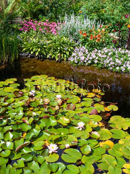 462098 - Water lilies (Nymphaea), phlox (Phlox), plantain lilies (Hosta), petunias (Petunia) and dahlias (Dahlia)