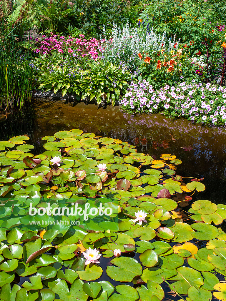 462098 - Water lilies (Nymphaea), phlox (Phlox), plantain lilies (Hosta), petunias (Petunia) and dahlias (Dahlia)