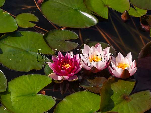 415005 - Water lily (Nymphaea)