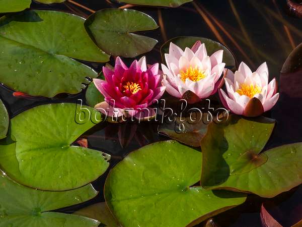 415006 - Water lily (Nymphaea)