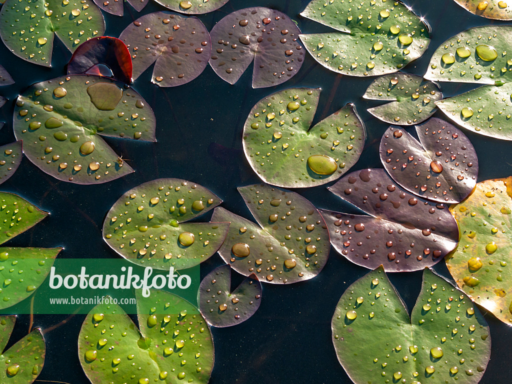 416085 - Water lily (Nymphaea)