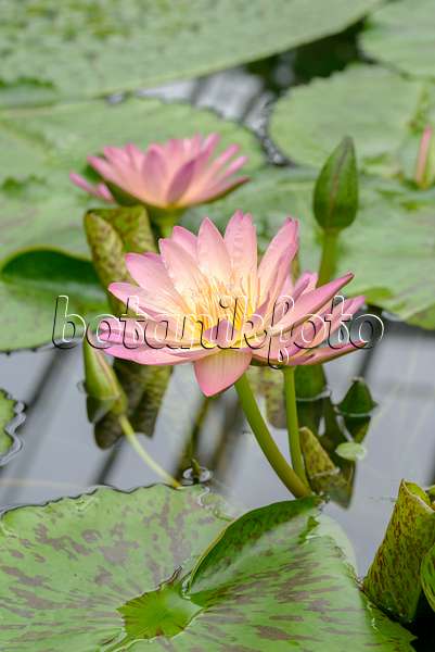 575170 - Water lily (Nymphaea Albert Greenberg)