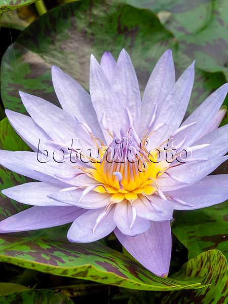 426164 - Water lily (Nymphaea Bagdad)